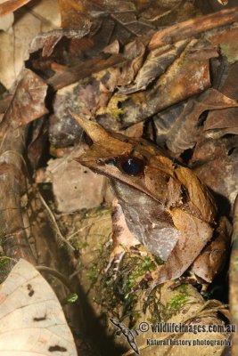 Megophrys nasuta 6468.jpg