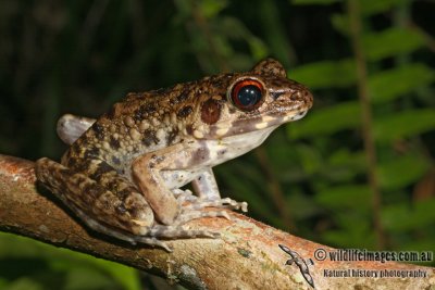 Rough-sided Frog - Hylarana glandulosa