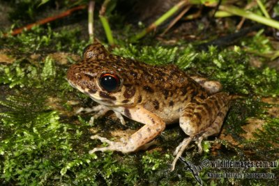 Brown Marsh Frog - Hylarana baramica