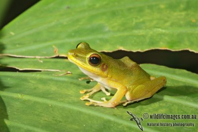 White-lipped Frog - Hylarana raniceps