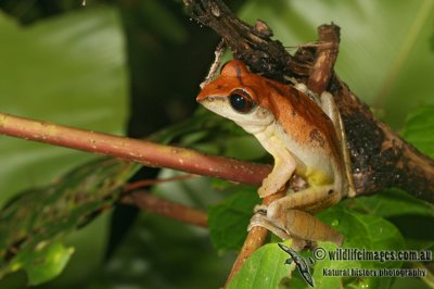 Brown Tree Frog - Rhacophorus harrissoni