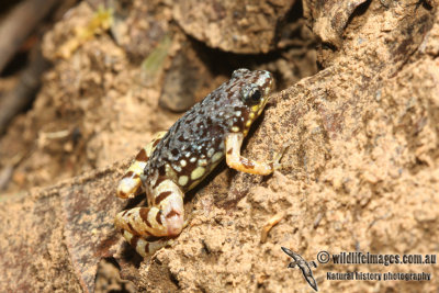 Saffron-bellied Frog - Chaperina fusca