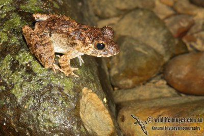 Rough Guardian Frog - Limnonectes finchi
