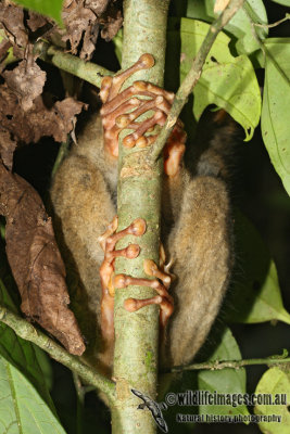 Horsfields Tarsier 6379.jpg