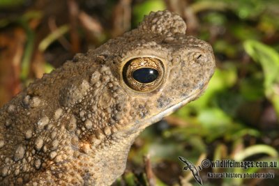 Giant River Toad - Phrynoidis (Bufo) asper