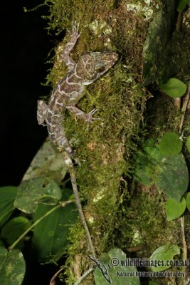 Cyrtodactylus consobrinus 6310.jpg