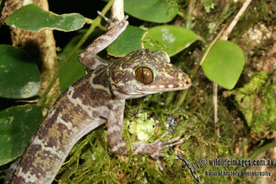 Peter's Forest Gecko - Cyrtodactylus consobrinus