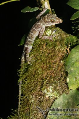 Cyrtodactylus consobrinus 6312.jpg