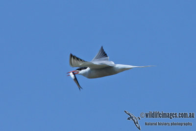 Common Tern 6849.jpg