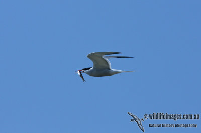 Common Tern 6850.jpg