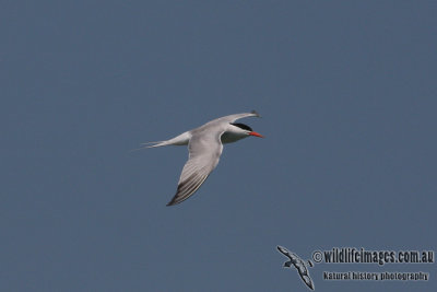 Common Tern 6995.jpg