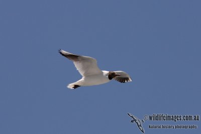 Black-headed Gull 6972.jpg