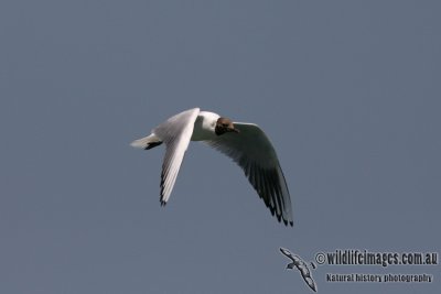 Black-headed Gull 6990.jpg