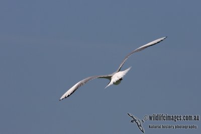 Black-headed Gull 6993.jpg