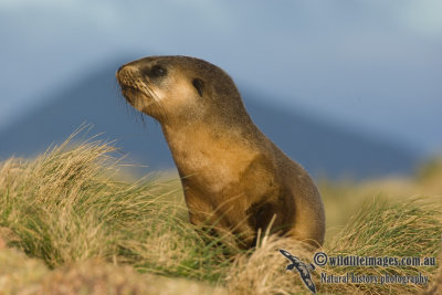 Australian Fur-Seal 4199kw.jpg