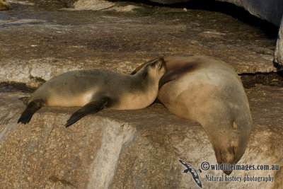 Australian Fur-Seal 4735kw.jpg