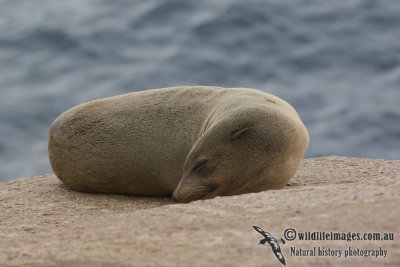 Australian Fur-Seal 4834kw.jpg