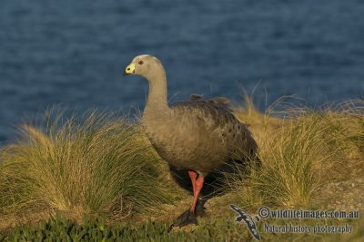 Cape Barren Goose 4385kw.jpg