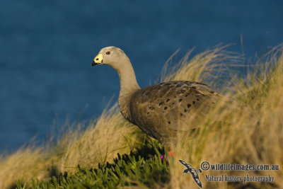 Cape Barren Goose 4398kw.jpg