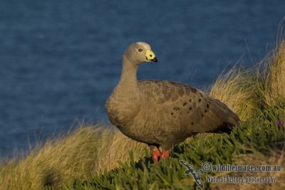 Cape Barren Goose 4420kw.jpg
