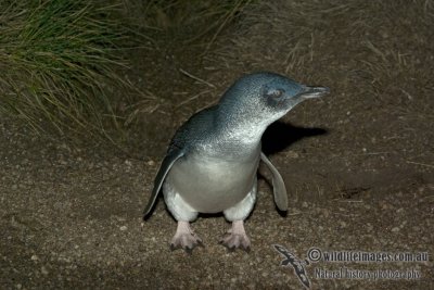 Little Penguin 4551kw.jpg