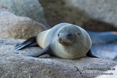 New Zealand Fur-Seal