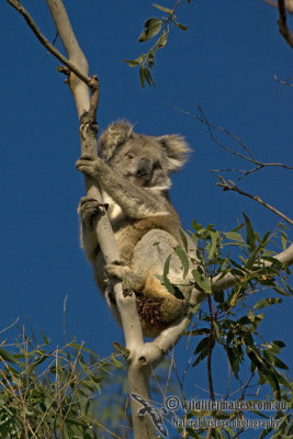 Koala 5967kw.jpg