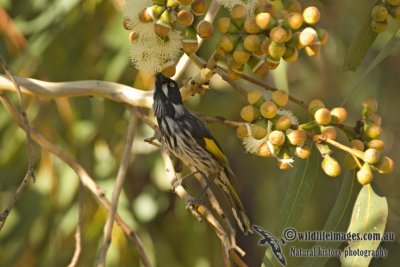 New Holland Honeyeater 3140kw.jpg
