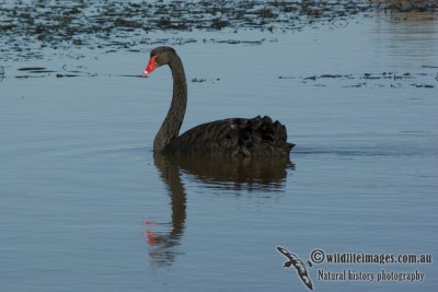 Black Swan 8345kw.jpg