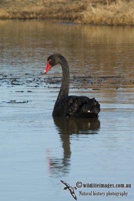 Black Swan 8351kw.jpg