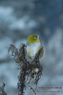 Silvereye 4756ks.jpg