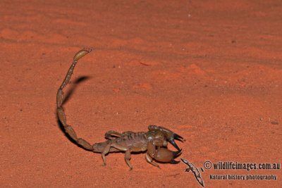 Scorpian - Urodacus spp.