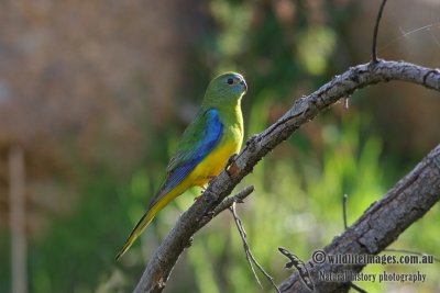 Turquoise Parrot 8385.jpg