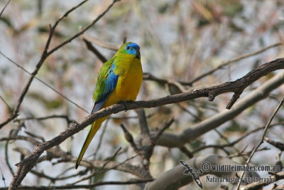 Turquoise Parrot 8451.jpg