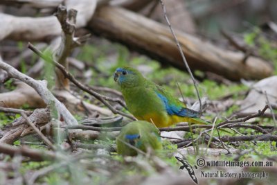 Turquoise Parrot 8297.jpg