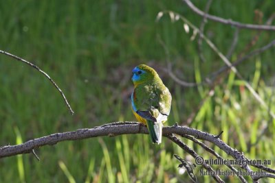 Turquoise Parrot 8379.jpg