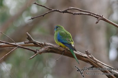 Turquoise Parrot 8228.jpg