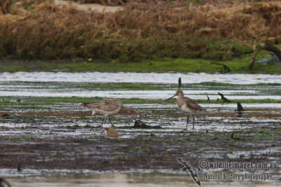 Hudsonian Godwit 8183.jpg