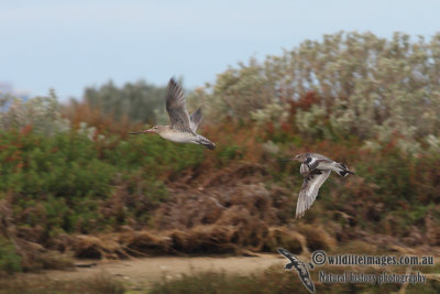 Hudsonian Godwit 8192.jpg