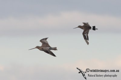 Hudsonian Godwit 8197.jpg