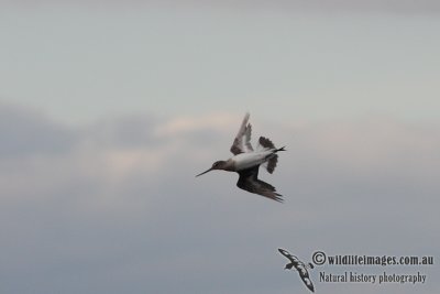 Hudsonian Godwit 8199.jpg