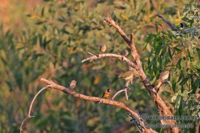 Gouldian Finch a1552.jpg