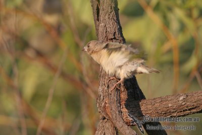 Gouldian Finch a1566.jpg