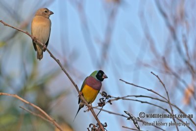 Gouldian Finch a1610.jpg