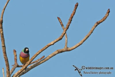 Gouldian Finch a1630.jpg