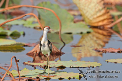 Comb-crested Jacana a1715.jpg