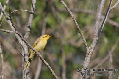 Yellow-tinted Honeyeater a1905.jpg