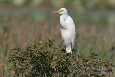 Intermediate Egret a1699.jpg