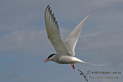 g1/73/838473/3/116626608.Ark2lN0P.jpg