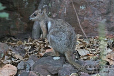 Wilkins' Rock-wallaby a1182.jpg